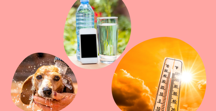 Heatwave image - first bubble shows water bottle and glass, second bubble shows a water splashed on a dog, third bubble shows high temperatures on thermometer